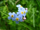 IMG_1520 - Nationalpark Hohe Tauern - Myosotis